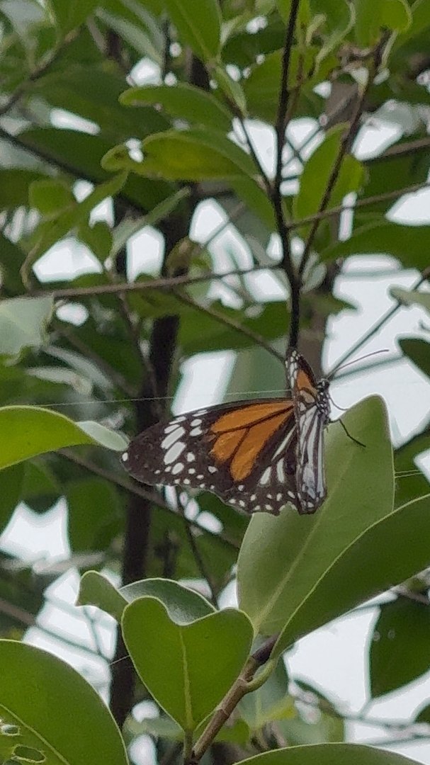 Danaus melanippus